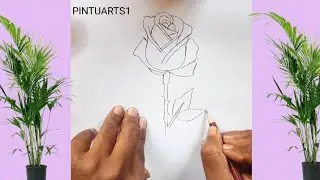 How to draw Rose Step by Step | Sketch Rose Drawing | Valentine's day Special Flower 🌸 #rose #shorts
