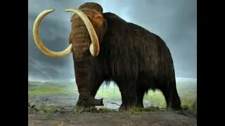 Mamut dişi başpare örneği