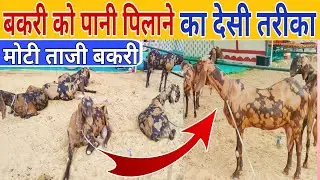 बकरियों को पानी पिलाने का देसी तरीका 👍 बकरी को मोटा करने के लिए ऐसे पिलाएं पानी #goat #water #पानी