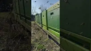 Action am Flugloch im Fr&uuml;hjahr...🤩 #beekeeping #bees #bienen #imker #imkerei #honeybee #bee #nature