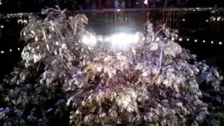 Golden tree Wynn Macua.mp4
