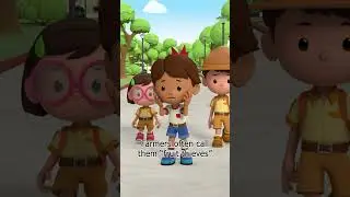 Have you seen these Squirrels in your Backyard? 🐿️ | Leo the Wildlife Ranger | #shorts