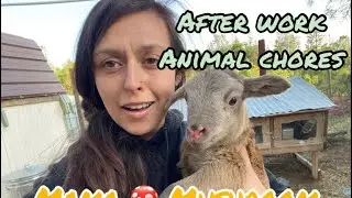 After work animal chores! Bottle babies, real life homestead