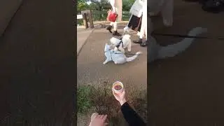 Slinking a kitty in Tokyo #slinkytricks