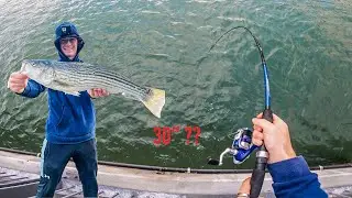Non Stop Keeper Striper Fishing!! - Bay Area Fishing