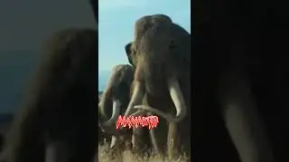 Woolly Mammoth vs Tyrannosaurus Rex IRL face-off