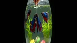 Episode  (68)#ColorfulFish #RainbowFish #TropicalFish #FishColors