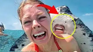 15 MOST DANGEROUS Ocean Creatures In The World | Blind Truth