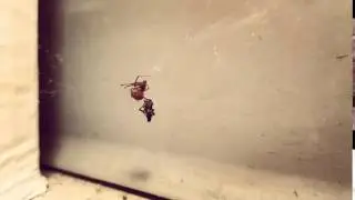 FEMALE SPIDER VS MALE SPIDER