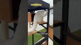 The indoor cat 