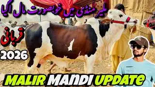 Malir Mandi Karachi Cattle Latest Rates Update 20 January 2026😍Bakra Eid Season 2026 | Cow Mandi