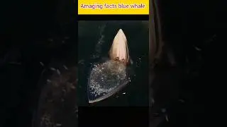 Amazing facts Blue Whale #facts #amazinfacts #viral