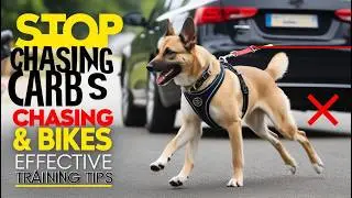 Tips for Training Your Dog to Stop Chasing Cars or Bikes