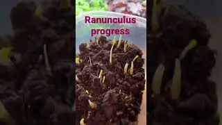Ranunculus are growing!