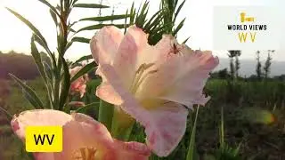 Spider on the Glade Flower!