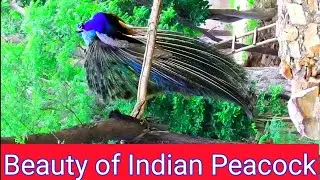 The Blue Peacocks Of India #indianpeacoc, #techearth,