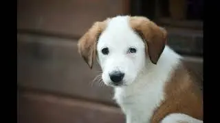 Puppy Paw Licking: Cute Habit or Hidden Problem?