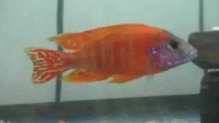aulonocaras