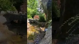 Relax to waterfall and stone bridge #nature #travel #relax #relaxing #waterfall #water #chill