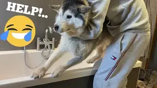 Stubborn Husky Does Everything She Can To Avoid Bath Time!! [FUNNIEST REACTION EVER!!!]