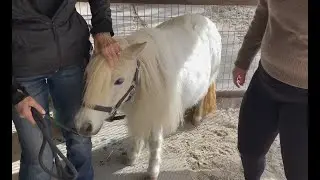Meet Poppy: Monty Roberts' Adorable Pony | Barn Besties