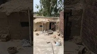 new loft 😍🕊️ Please support me 🙏😀 #shorts #pigeon #shortfeed #kabutar #newloft #pets #kabutarbazi
