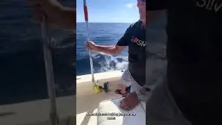 Fisherman's Catch Gets an Unexpected Inspection from a Curious French Bulldog!