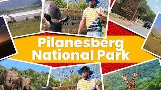 A Wild Day in Pilanesberg National Park | North West Province Safari Adventure!