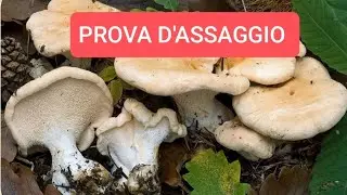 Fungo STECCHERINO dorato prova d'assaggio sarà buono?