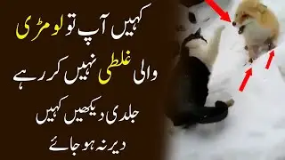 An Interesting Story of A Fox | Cat And Fox Success Story | Motivation | Junoon