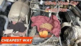 Rats are DESTROYING Your Car! Cheapest Way to Protect Your Car from rats