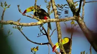 Belize Birds and Wildlife,Scarlet Macaw,Howler monkeys, Toucans................4K #Belize #Cinematic