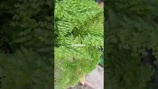 Cotton Candy Fern