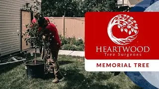 Memorial Cherry Tree | Heartwood Tree Surgeons