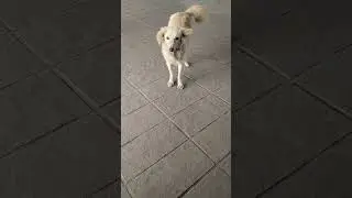 love your dogs 🐕🐾🤍.          #dogshorts #dogvideos #song #biscuit #animals #love ##youtubeshorts