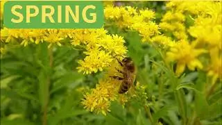 SPRING Fantasy Adventures#english#education#learningenglish#kids#children#兒童#教育#學習#英語#生字