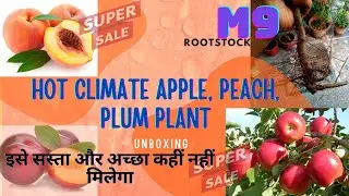 Unboxing hot climate Apple plants , Plum , peach plant