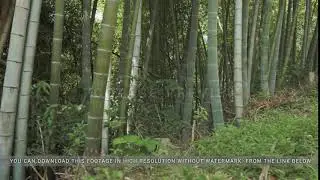 Flying in the tropical rainforest. Georgia