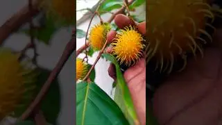 Colorful Fruit Harvest #fruitharvest