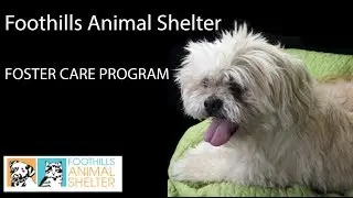 Foothills Animal Shelter - Foster Care Program