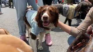 Helping 400 Dogs and Cats Get Adopted at an Adoption Event Celebration