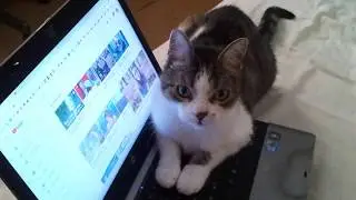 This happens every morning... Cat sitting on laptop