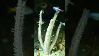 Sea Pen &ndash; The Bioluminescent Grave Marker #marinelife #seaanimal #fyp