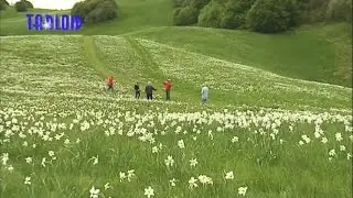 Antola, a maggio lo spettacolo dei narcisi