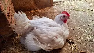 خرجت الدورة وزن ٤كيلوا فى ٣٨ يوم 👌أقسم بالله ما كنت متوقعة الأوزان دى☝️ماشاء الله