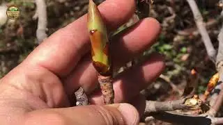 GEMMOTHERAPIE 1  Les bourgeons de marronnier et de charme