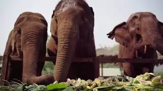 Happy National Elephant Day, Thailand