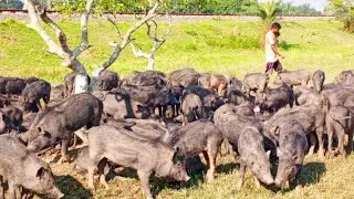 Bangladeshi wild nature and biggest black pigs farming bangla🐗🍃🌿