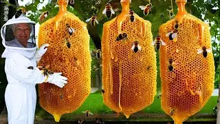 How Beekeepers Harvest 2.5 Million Honeycombs — You’ll Never See Honey the Same