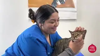 Firehouse Animal Health Centers - How to give liquid medications to your cat at home